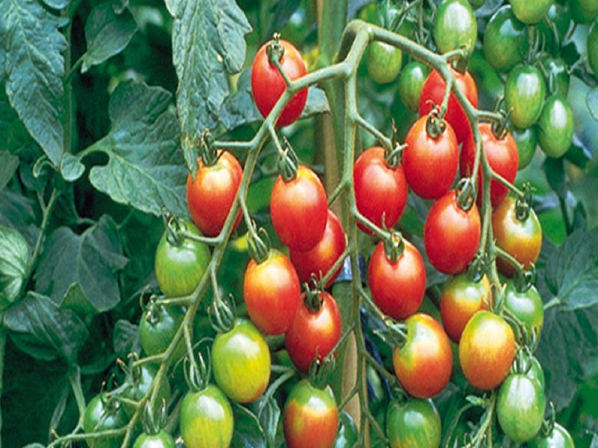 CHERRY TOMATO: HEALTH BENEFITS OF TOMATO