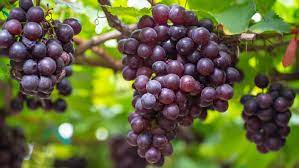 why grape juice is good for you? 