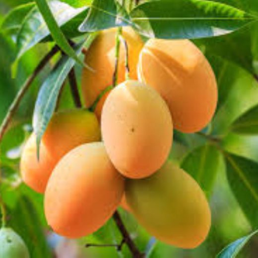 What mango gives to the body