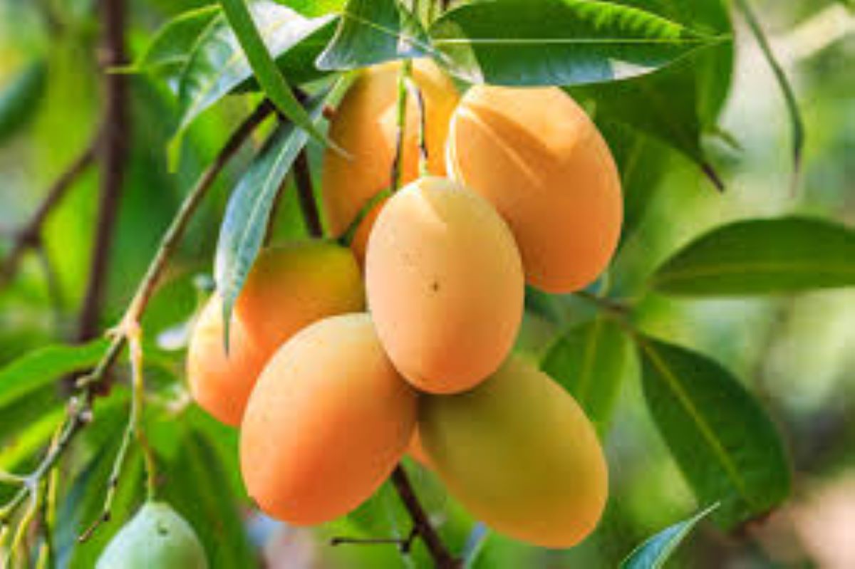 WHAT MANGO GIVES TO THE BODY